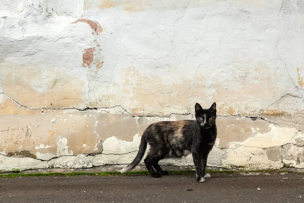 Een Dunne Zwarte Kat Met Spots Staat Achtergrond Van Een — Stockfoto