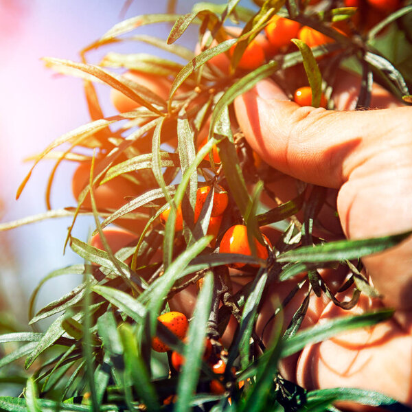 Close up man holds in hands branch of orange sea buckthorn berries with berries of sea buckthorn and green leaves 