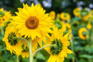  Bir close-up bir genç parlak sarı ayçiçeği sıcak güneşli bir ayçiçeği alan, arka plan olduğunu bulanık, mavi bir noob