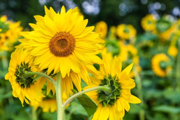  Bir close-up bir genç parlak sarı ayçiçeği sıcak güneşli bir ayçiçeği alan, arka plan olduğunu bulanık, mavi bir noob