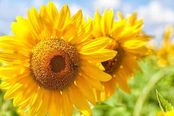  Bir close-up bir genç parlak sarı ayçiçeği sıcak güneşli bir ayçiçeği alan, arka plan olduğunu bulanık, mavi bir noob