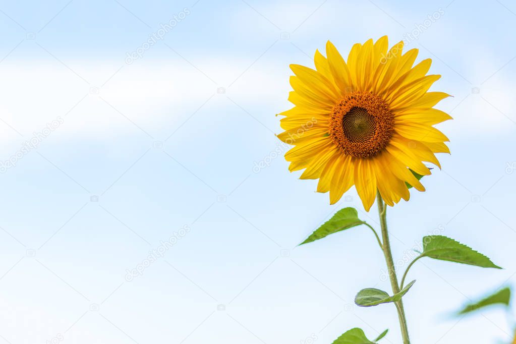  A close-up of one young bright yellow sunflower on a  bly sky