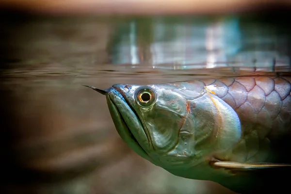 Γκρο Πλαν Scleropages Ψαριών Που Επιπλέουν Και Εξετάζοντας Φωτογραφική Μηχανή — Φωτογραφία Αρχείου
