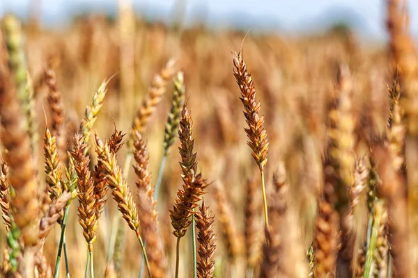 Wheat Field Ears Golden Wheat Close Beautiful Nature Sunset Landscape — Stock Photo, Image