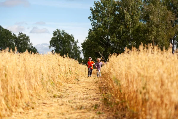 Kleine Jungen Und Mädchen Auf Einem Weizenfeld Sonnenlicht Laufen Und — Stockfoto