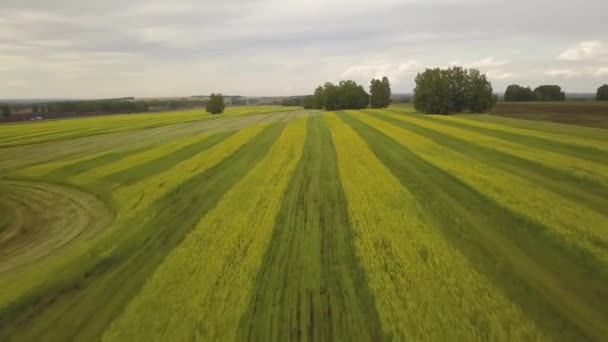 暖かい夏の日にトラックや車の移動に道路バック グラウンドで 同じストライプが植えられた畑にさまざまな品種の小麦で飛行空中ドローン映像ビュー — ストック動画