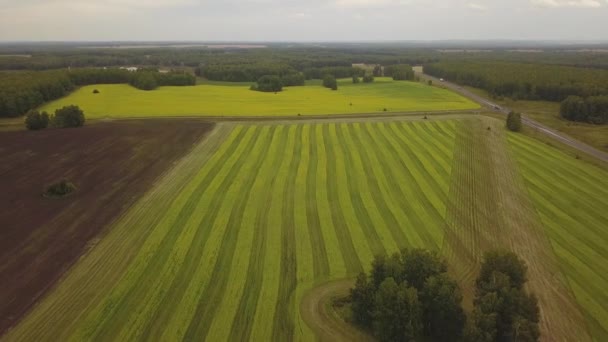 Drone Footage Flygfoto Flygfoto Flygning Över Ett Fält Med Vete — Stockvideo