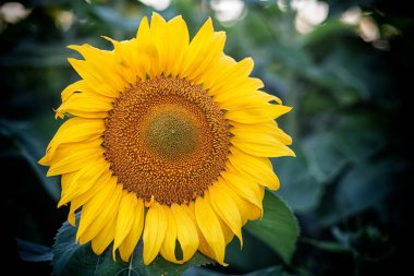 Arka planda çiçek açan ayçiçeği tarlası mavi gökyüzü.