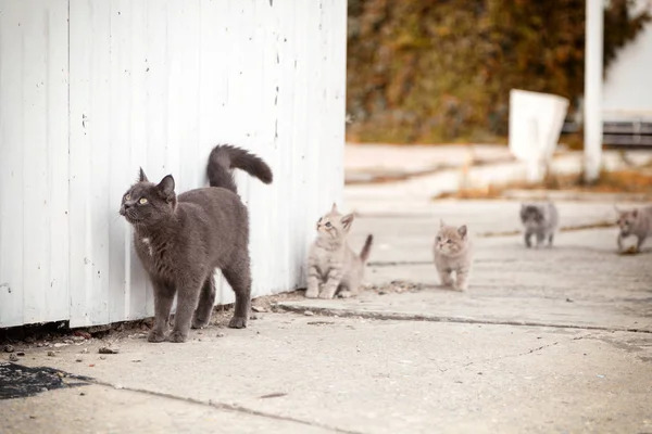 Portrait Beautiful Gray Cat Walks Little Kittens Old White Lighthouse — Stock Photo, Image