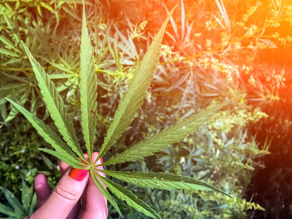 Une Feuille Chanvre Vert Repose Sur Les Mains Une Jeune — Photo