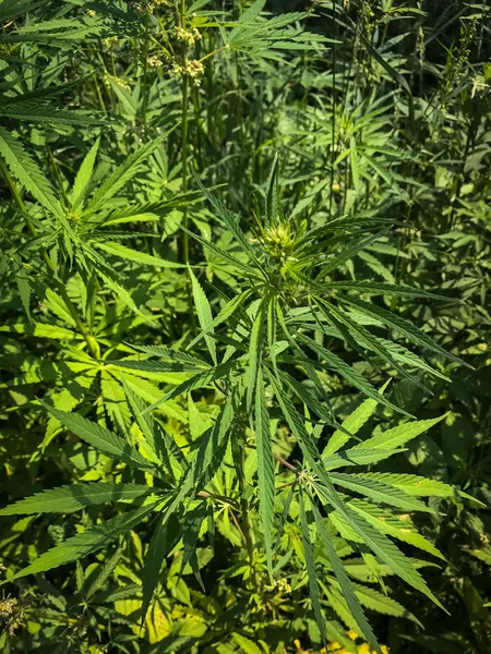 Wild hemp plant on green field. California Medical Marijuana. Legalization of marijuana for medical purposes