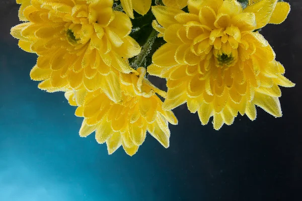Крупним Планом Свіжа Жовта Хризантема Вкрита Краплями Води Чорному Ізольованому — стокове фото