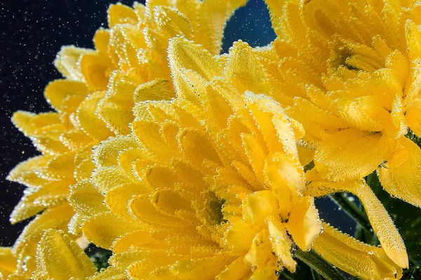 Crisantemo Amarillo Único Con Gotas Agua Aisladas Sobre Fondo Negro —  Fotos de Stock