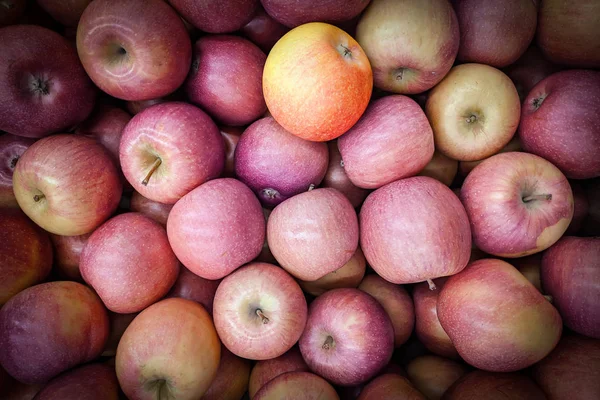 Fondo Manzanas Rojas Amarillas Variedad Manzanas Frescas Cultivadas Tienda Manzana — Foto de Stock