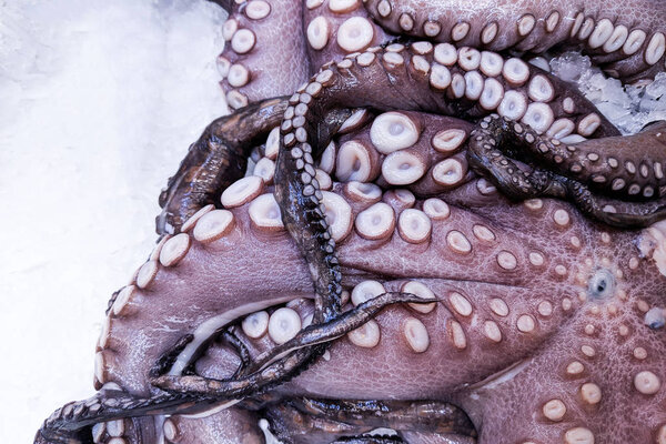 Close up, Fresh organic purple octopus on ice on fresh market,  background. octopus texture . A lot of organic octopus   root
