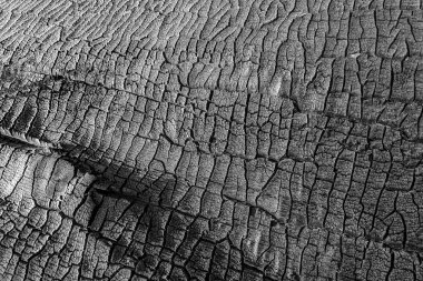 Yanmış ahşap doku. siyah çizilmiş ahşap arka plan yakın. Kömür yüzeyinde detaylar