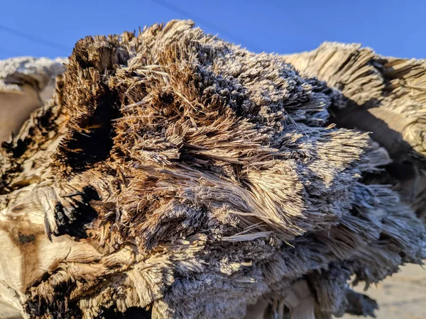 Textura Madera Del Tronco Del Árbol Cortado Primer Plano Contra —  Fotos de Stock