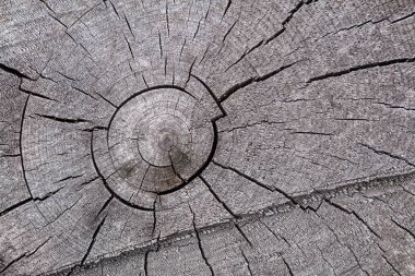 Yakın çekim gri kuru ağaç gövde, ağaç dalları doku