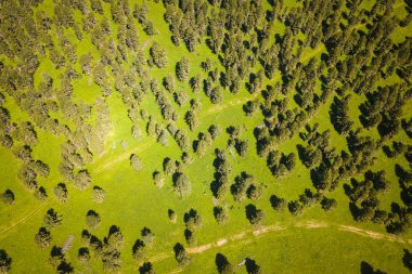 Helikopter drone vurdu. Yeşil bir ormanın yukarısındaki bir manzara ve sıcak, güneşli bir yaz gününde büyük bir alan.  