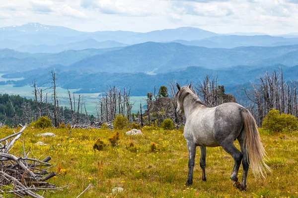 Białe Konie Biegały Swobodnie Łące Lasem Wysokimi Górskimi Rzekami Niebo — Zdjęcie stockowe