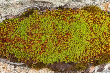 Yakın çekim biraz otlu bir kaya- yosun. Gri taşın dokusu, arka plan.doğal kaya dokusu arka plan