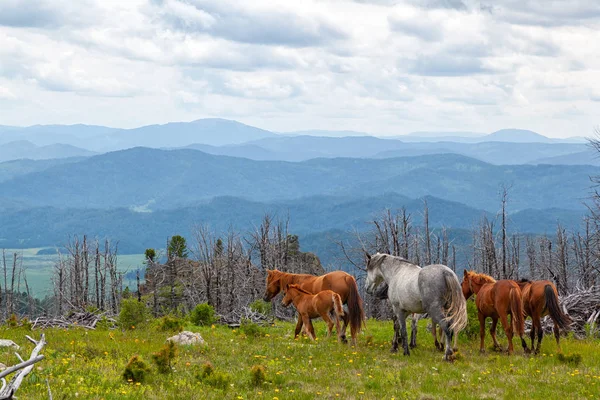Szare Brązowe Konie Biegną Swobodnie Łące Lasem Wysokimi Górskimi Rzekami — Zdjęcie stockowe
