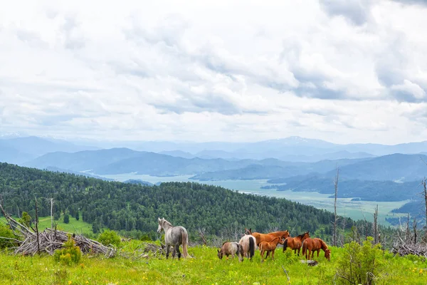 Koňské Pastviny Horském Zeleném Údolí Perfektní Rocková Krajina Prosluněná Louka — Stock fotografie