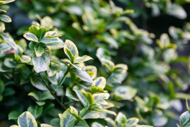 Euonymus japon mikrofillus. Yeşil ve açık sarı yaprakları ile güzel bir taze çalı dalı yakın çekim, arka plan bulanık. euonymus japon mikrofillus
