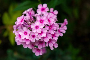 Yakın çekim güzel taze pembe kraliyet ortanca çiçek yeşil çim bir arka plan üzerinde bir ev bahçesinde yetişir, üst görünümü