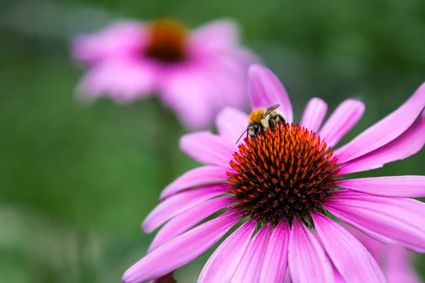 Close Grande Zangão Preto Bebendo Néctar Sentado Uma Bela Flor — Fotografia de Stock