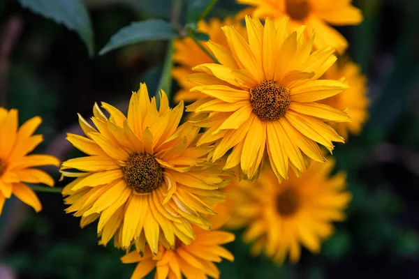 Yakın Çekim Güzel Taze Çiçek Ayçiçeği Heliopsis Yeşil Çim Bir — Stok fotoğraf