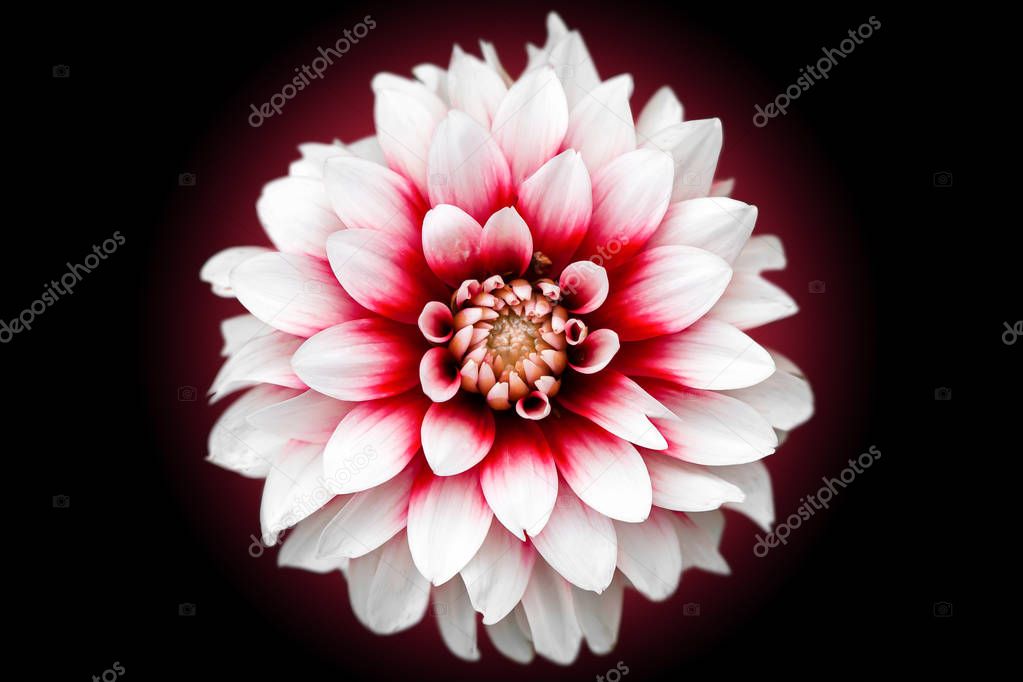 Close-up of a beautiful fresh white dahlia flower with a pink core on a black isolated background, top view