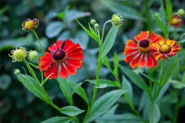 Close Hermosa Flor Zinnia Rojo Fresco Agraciado Sobre Fondo Hierba —  Fotos de Stock