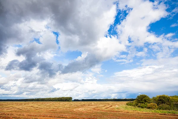 Eine Landschaft Ansicht Der Schönen Frischen Gelben Weizenfeld Und Waldhintergrund — Stockfoto