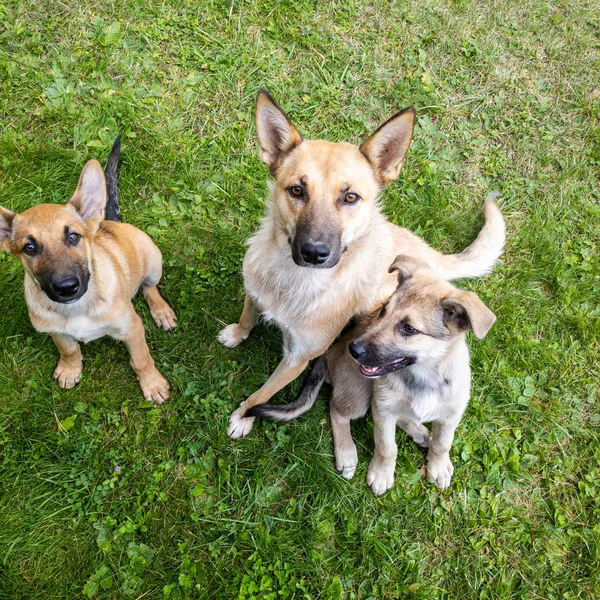 Top View Family Purebred Funny Dogs Looking Large Cute Black — Stock Photo, Image