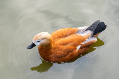 Kahverengi ördek kanatlarını katladı ve gölette sakince yüzdü. Ördek portresi