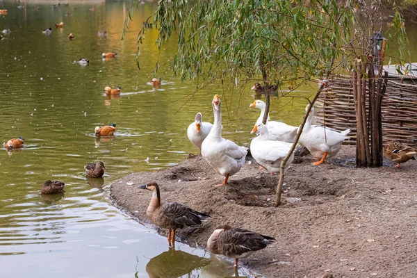 鳥の膨大な数の大きな池 白ガチョウ 様々な種の茶色のアヒル スズメ Geeseは餌を待っている砂浜に立っています 渡り鳥の湖 — ストック写真
