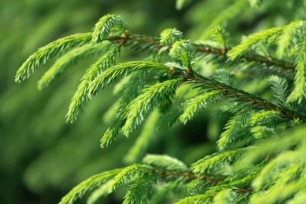 Close Bright Green Young Spruce Branches Green Blurred Background Soft — Stock Photo, Image