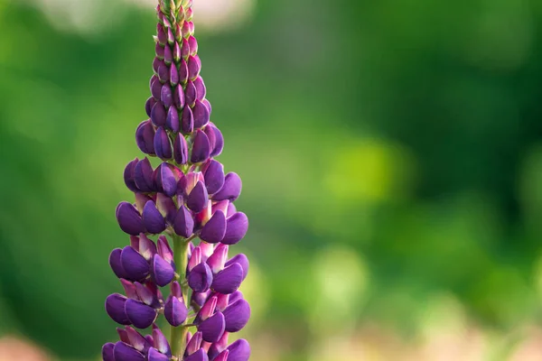 Close-up of a pink mall flowers lupine on a warm sunny day, blured background.
