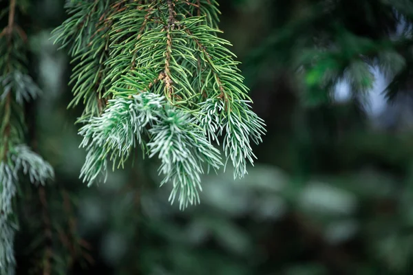 在绿色模糊的背景上把明亮的绿色云杉枝干粘合在一起 柔和地聚焦 图库照片