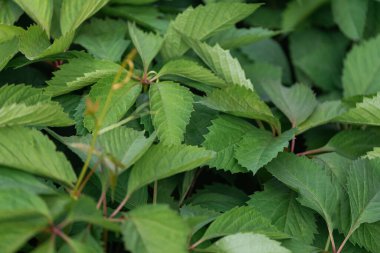 Üzümlerden oluşan yeşil çalılara yakın plan, yeşil yapraklardan oluşan arka plan