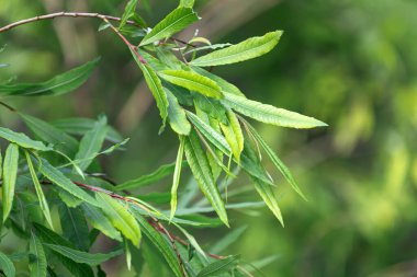Genç bir ağacın parlak, keskin yeşil yaprakları yakın plan, arka planda bulanık bir arka plan