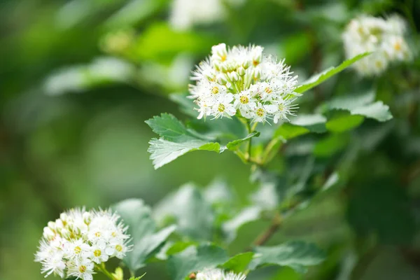 Close Flores Brancas Brilhantemente Folhas Verdes Uma Árvore Jovem Fundo — Fotografia de Stock