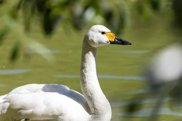 Retrato Cisne Blanco Nadando Pequeño Lago Día Soleado Primer Plano —  Fotos de Stock