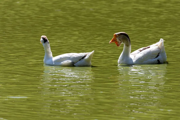 Gansos Brancos Nadam Pequeno Lago Dia Ensolarado — Fotografia de Stock