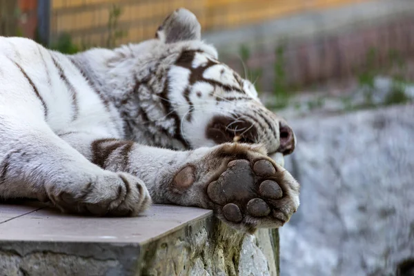 Portrait Beautifully Adult White Tiger Sound Asleep — Stock Photo, Image