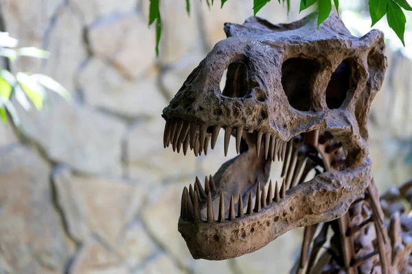 Primer Plano Antiguo Cráneo Dinosaurio Depredador Excavación — Foto de Stock
