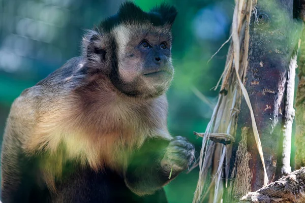 Retrato Mono Monito Adulto Tristemente Sentado Una Rama Árbol Fondo — Foto de Stock