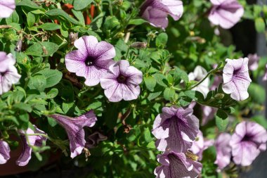 Petunya çiçekleri, petunya çiçekleri, Petunya çiçekleri bahçede. Çok renkli petunyaları olan bir çiçek tarlasına yakın plan..