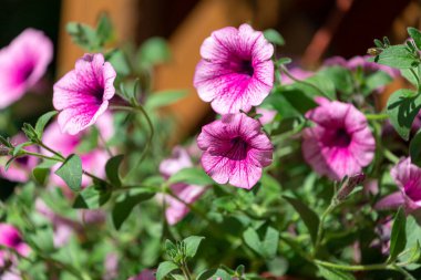 Petunya çiçekleri, petunya çiçekleri, Petunya çiçekleri bahçede. Çok renkli petunyaları olan bir çiçek tarlasına yakın plan..